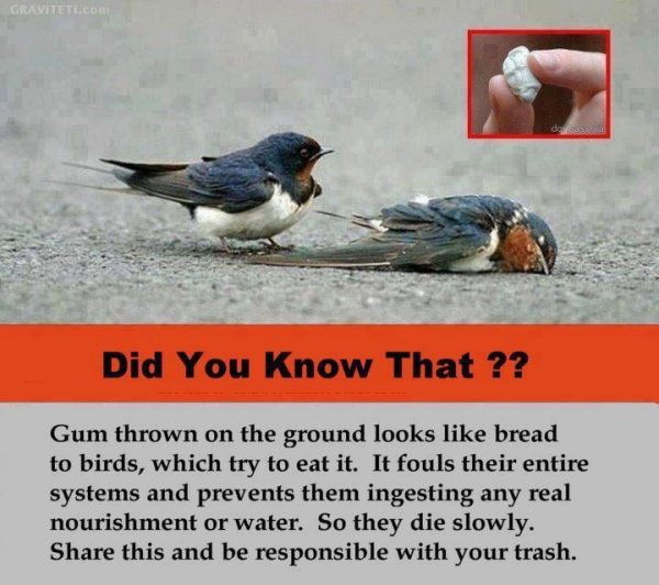 chewing-gum-kills-birds